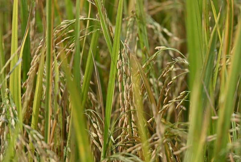 Philippine Court Blocks Genetically Modified 'Golden Rice' Production ...